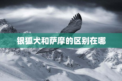 銀狐犬和薩摩的區別在哪