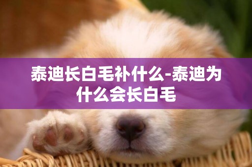 泰迪長白毛補什么-泰迪為什么會長白毛