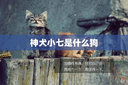 神犬小七是什么狗