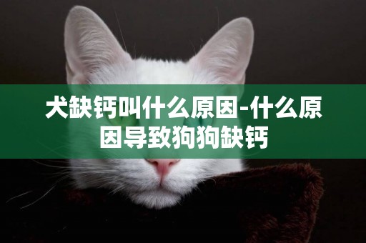 犬缺鈣叫什么原因-什么原因導致狗狗缺鈣