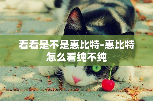看看是不是惠比特-惠比特怎么看純不純