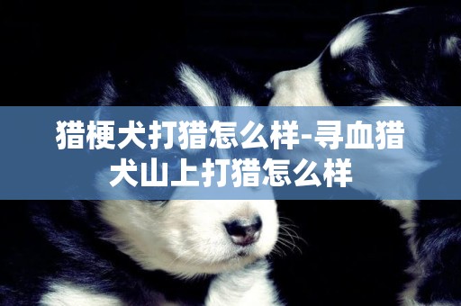 獵梗犬打獵怎么樣-尋血獵犬山上打獵怎么樣