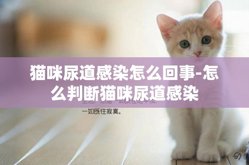 貓咪尿道感染怎么回事-怎么判斷貓咪尿道感染