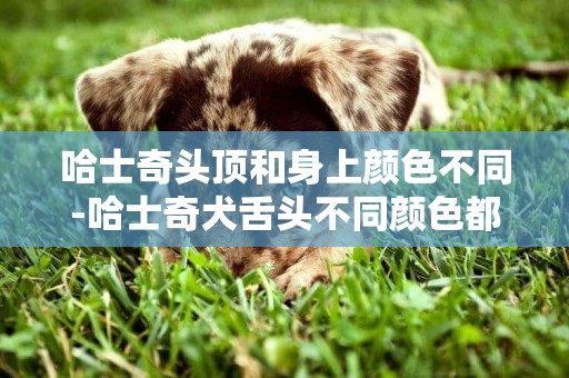 哈士奇頭頂和身上顏色不同-哈士奇犬舌頭不同顏色都代表什么疾病