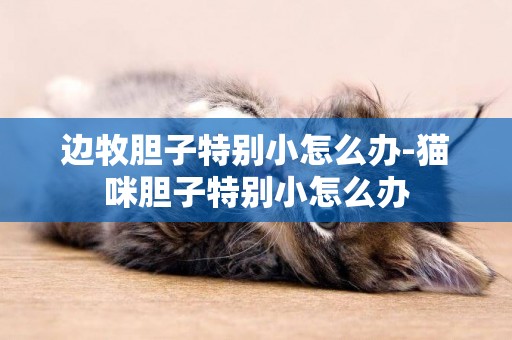 邊牧膽子特別小怎么辦-貓咪膽子特別小怎么辦