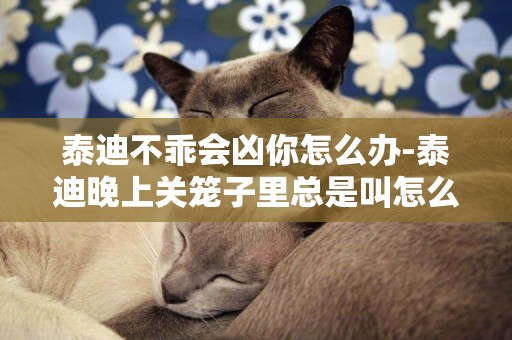 泰迪不乖會兇你怎么辦-泰迪晚上關籠子里總是叫怎么辦