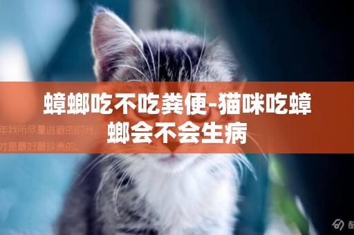 蟑螂吃不吃糞便-貓咪吃蟑螂會不會生病