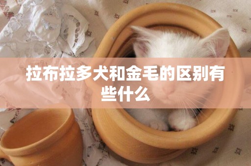 拉布拉多犬和金毛的區別有些什么