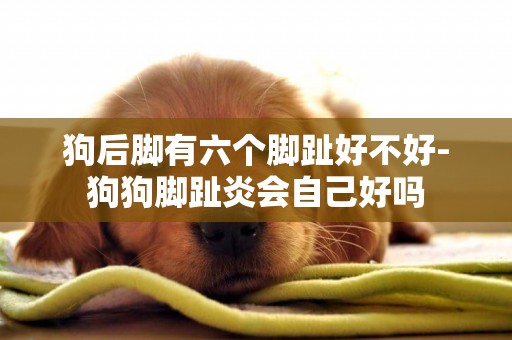狗后腳有六個腳趾好不好-狗狗腳趾炎會自己好嗎