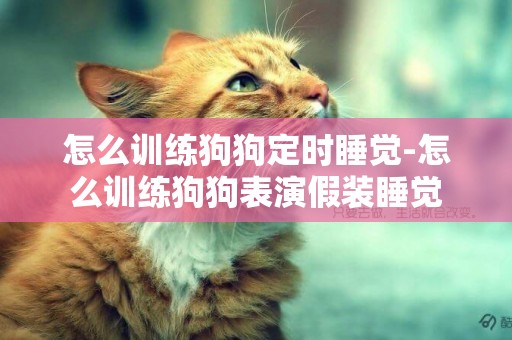 怎么訓練狗狗定時睡覺-怎么訓練狗狗表演假裝睡覺