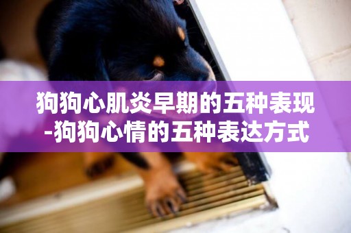 狗狗心肌炎早期的五種表現-狗狗心情的五種表達方式