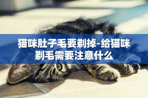 貓咪肚子毛要剃掉-給貓咪剃毛需要注意什么