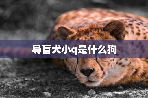 導盲犬小q是什么狗