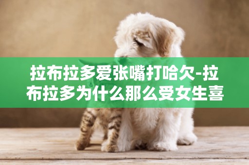 拉布拉多愛張嘴打哈欠-拉布拉多為什么那么受女生喜愛呢