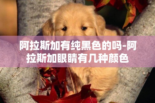 阿拉斯加有純黑色的嗎-阿拉斯加眼睛有幾種顏色