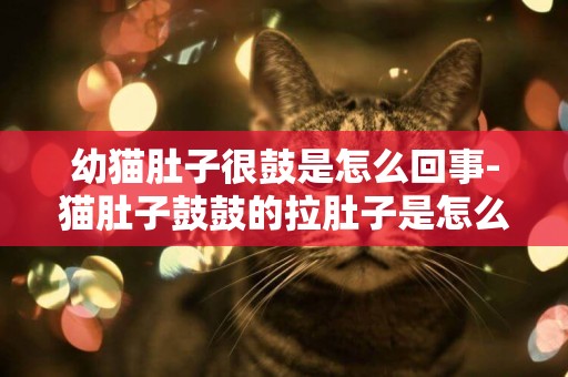 幼貓肚子很鼓是怎么回事-貓肚子鼓鼓的拉肚子是怎么回事