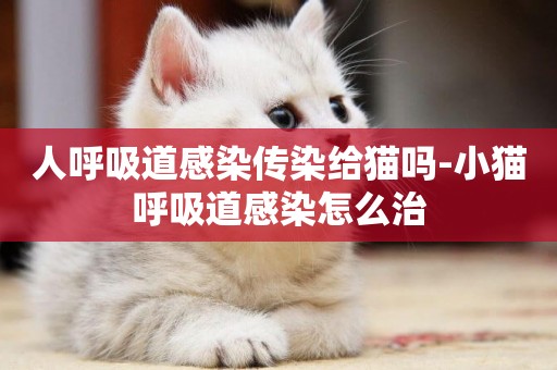 人呼吸道感染傳染給貓嗎-小貓呼吸道感染怎么治