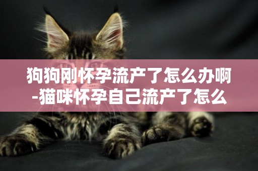 狗狗剛懷孕流產了怎么辦啊-貓咪懷孕自己流產了怎么辦