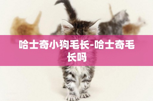 哈士奇小狗毛長-哈士奇毛長嗎