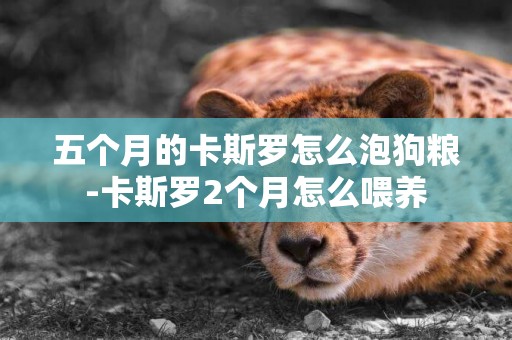 五個月的卡斯羅怎么泡狗糧-卡斯羅2個月怎么喂養