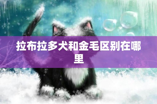 拉布拉多犬和金毛區別在哪里
