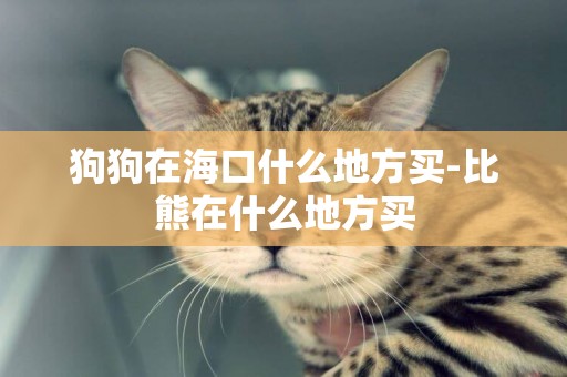 狗狗在海口什么地方買-比熊在什么地方買