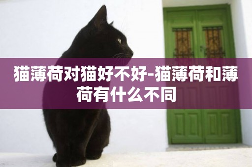貓薄荷對貓好不好-貓薄荷和薄荷有什么不同