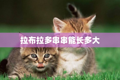 拉布拉多串串能長多大