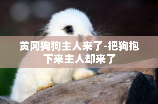 黃岡狗狗主人來了-把狗抱下來主人卻來了