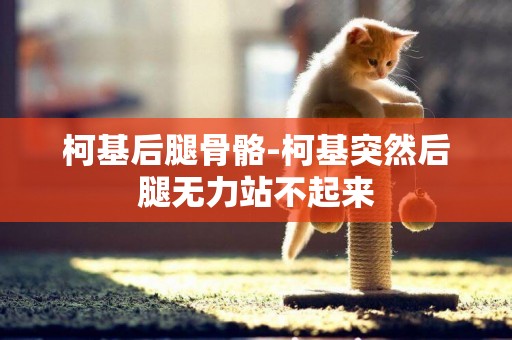 柯基后腿骨骼-柯基突然后腿無力站不起來