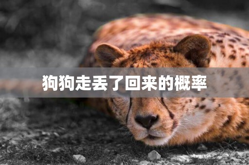 狗狗走丟了回來的概率