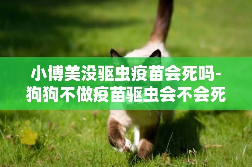 小博美沒驅蟲疫苗會死嗎-狗狗不做疫苗驅蟲會不會死