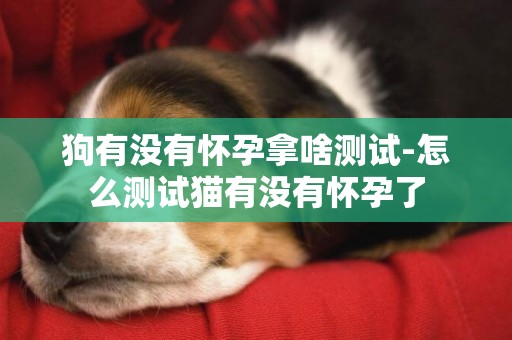 狗有沒有懷孕拿啥測試-怎么測試貓有沒有懷孕了