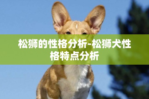 松獅的性格分析-松獅犬性格特點分析