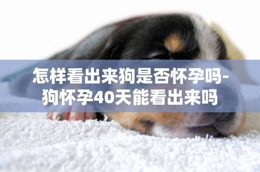怎樣看出來狗是否懷孕嗎-狗懷孕40天能看出來嗎