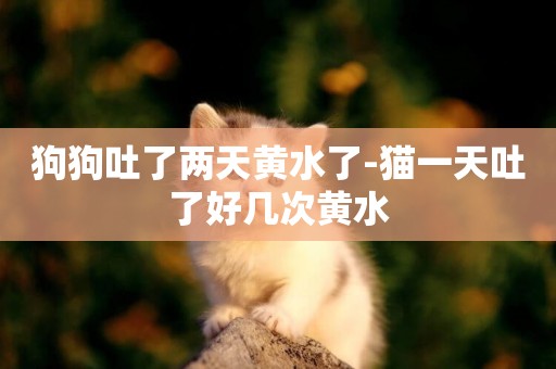 狗狗吐了兩天黃水了-貓一天吐了好幾次黃水