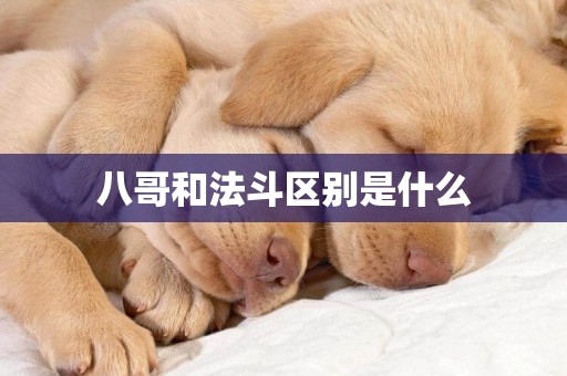 八哥和法斗區別是什么