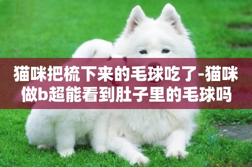 貓咪把梳下來的毛球吃了-貓咪做b超能看到肚子里的毛球嗎