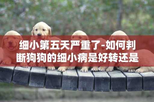 細小第五天嚴重了-如何判斷狗狗的細小病是好轉還是嚴重了