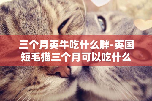 三個月英牛吃什么胖-英國短毛貓三個月可以吃什么