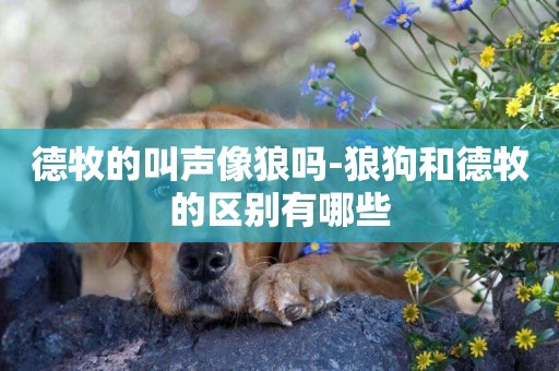 德牧的叫聲像狼嗎-狼狗和德牧的區別有哪些