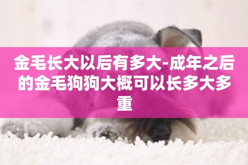 金毛長大以后有多大-成年之后的金毛狗狗大概可以長多大多重