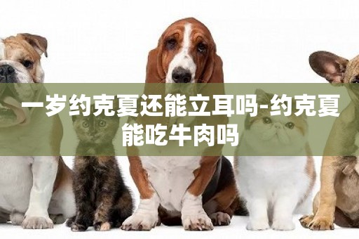 一歲約克夏還能立耳嗎-約克夏能吃牛肉嗎