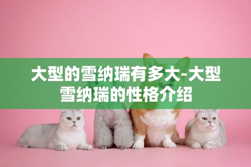 大型的雪納瑞有多大-大型雪納瑞的性格介紹
