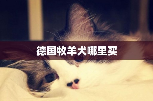 德國牧羊犬哪里買