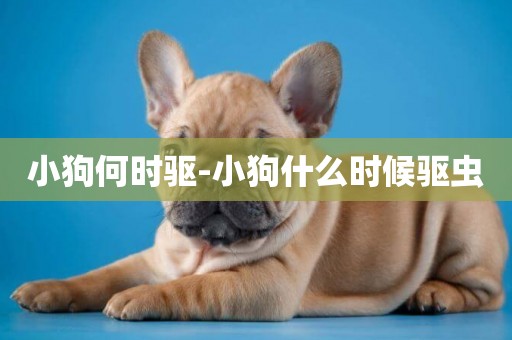 小狗何時驅-小狗什么時候驅蟲
