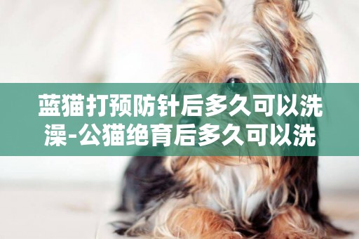 藍貓打預防針后多久可以洗澡-公貓絕育后多久可以洗澡