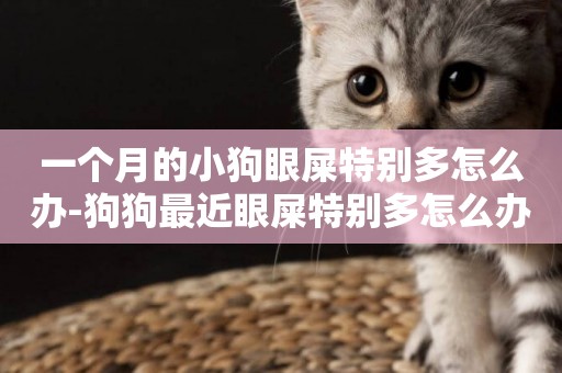 一個月的小狗眼屎特別多怎么辦-狗狗最近眼屎特別多怎么辦