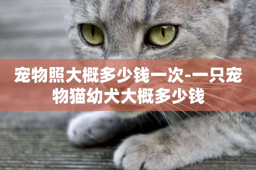 寵物照大概多少錢一次-一只寵物貓幼犬大概多少錢
