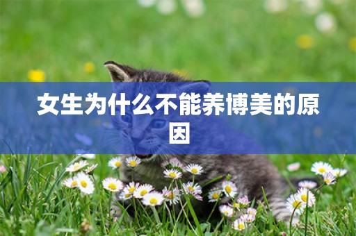 女生為什么不能養博美的原因